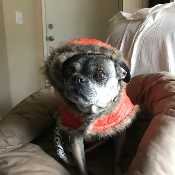 Meet your Posher Ella and the gang - Picture 2 of 4